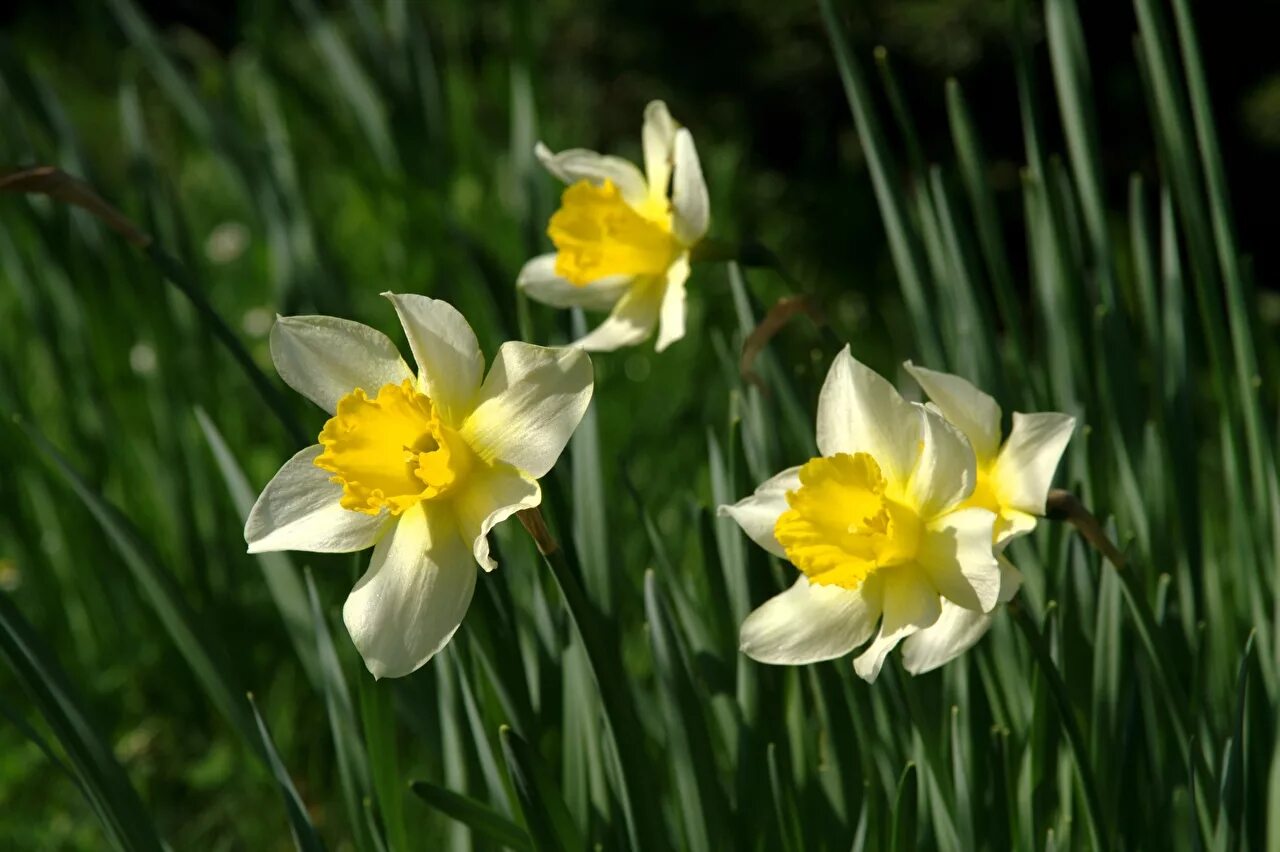 Нарциссы крупно фото. Нарцисс Гелиос. Нарцисс оранж Джус. Нарцисс цветок. Нарцисс белый Королевский.