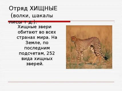 Размеры хищных