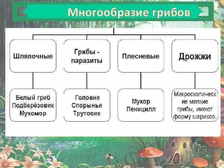 Сообщение многообразие и значение грибов. Многообразие грибов 5 класс биология. Виды грибов плесневые Шляпочные. Многообразие грибов таблица биология 5. Многообразие грибов 5 класс биология таблица.