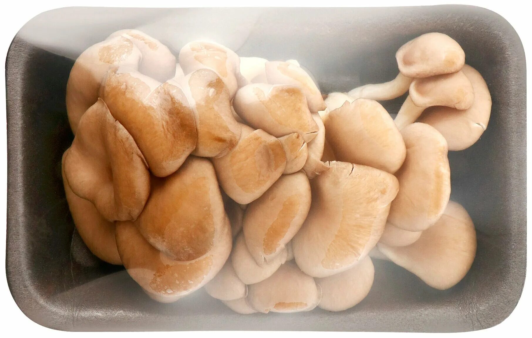 Вешенки свежие. Вёшенка обыкновенная. Вешенки в ящике. Гриб вешенка свежий. Вешенки свежие.