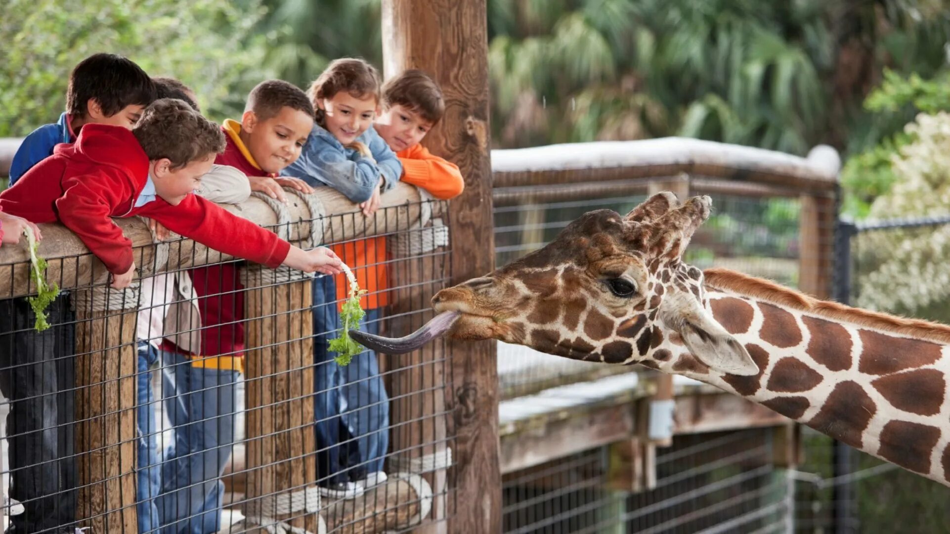 Going to the zoo tomorrow. Зоосад и зоопарк отличия. Естественный образ жизни в зоопарке. Развлечения ур зоопарк. Зоопарк люди смотрят.