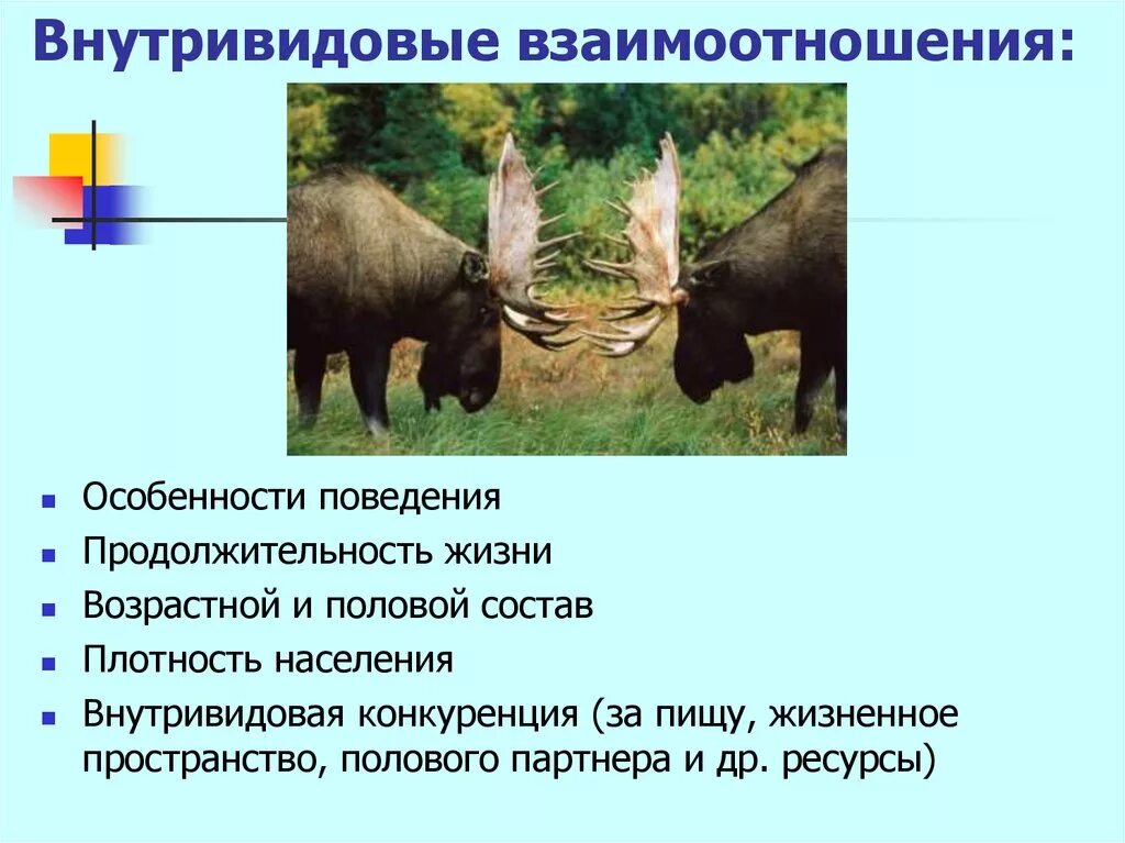 Конкуренция какой фактор среды. Внутривидовые отношения и межвидовые отношения. Внутривидовые взаимодействия. Внутривидовые биотические факторы. Внутривидовые и межвидовые взаимодействия организмов-.