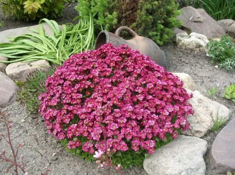 Низкорослые цветы многолетники названия. Камнеломка Арендса пурпурный. Камнеломка Арендса Carpet Pink. Камнеломка саксифрага. Камнеломка Арендса розовая.