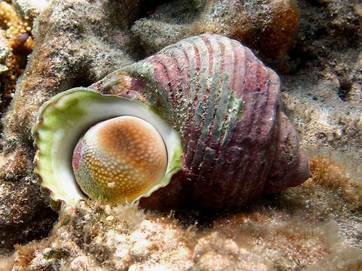 Переднежаберные брюхоногие моллюски. Ракушка (Turbinidae). Turbinidae argyrostoma. Королевский Стромбус моллюск. Морские брюхоногие