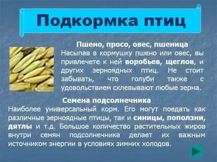 Можно ли голубям перловку. Можно ли голубям перловку