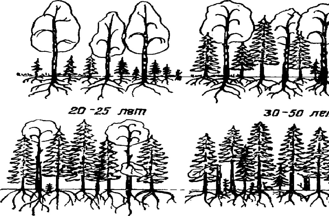Первичная и вторичная сукцессия. Какое из изменений в биоценозе является сезонным. Динамика экосистем циклические изменения. Какое из изменений в биоценозе является сезонным. Этапы вторичной сукцессии.