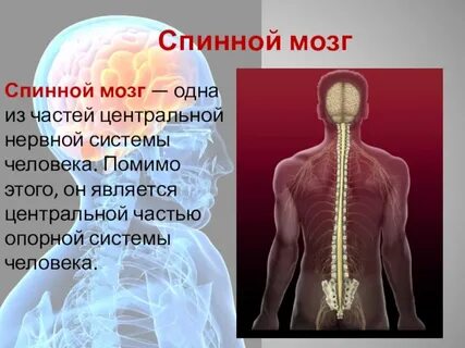 Спинная система человека