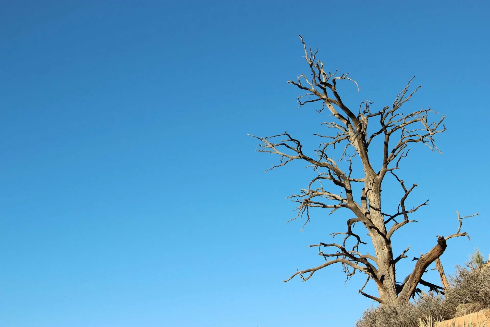 Dead tree
