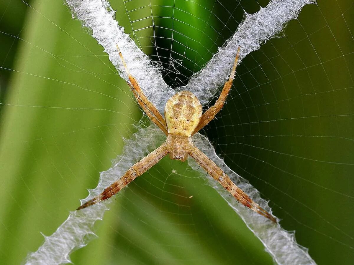 Определить вид паука. Argiope keyserlingi. Паук Аргиопа паутина. Паутина крестовика. Паук-балдахинник.