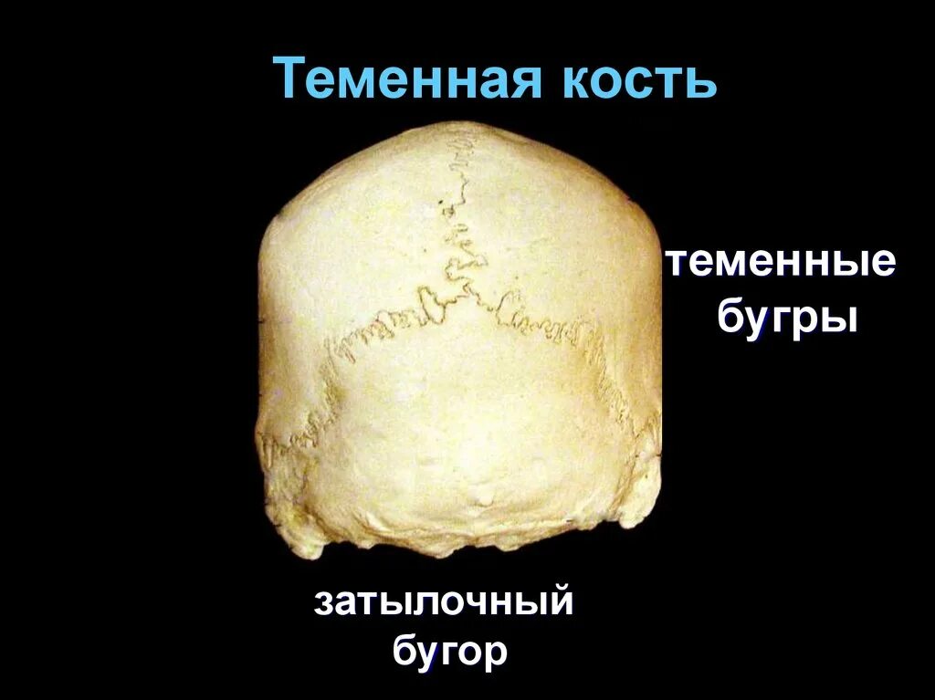 Теменная кость находится. Теменная кость. Строение теменной кости.