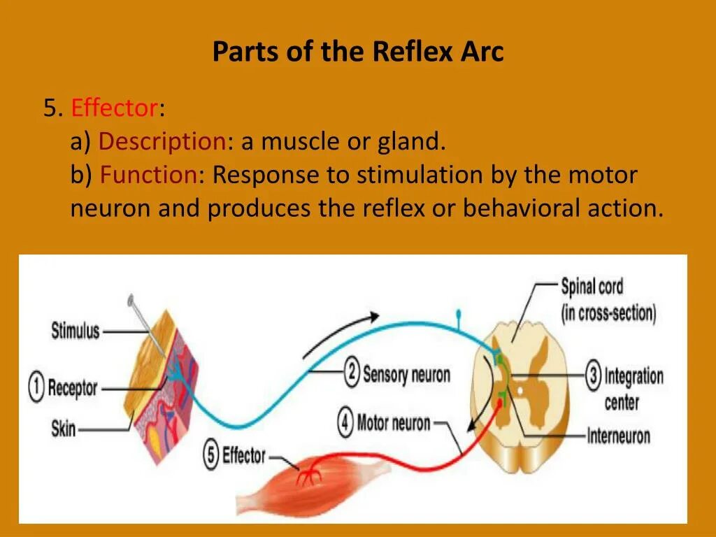 Reflex Arc Complex. Somatic Reflex Arc. Reflex Arc Physiology. The structure of the Reflex Arc.