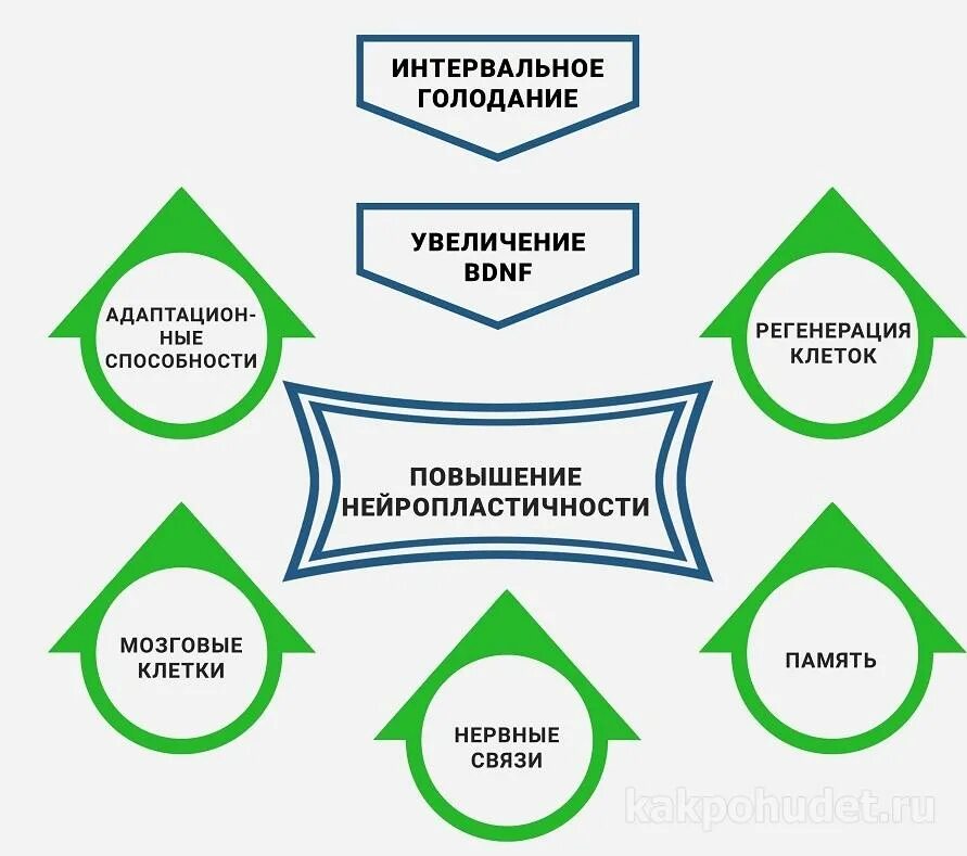 Интервальное голодание через сколько результаты. Интервальное голодание. Интервпльноеголодание. Ин ервальеое голодание. Интинтервальное голодание.