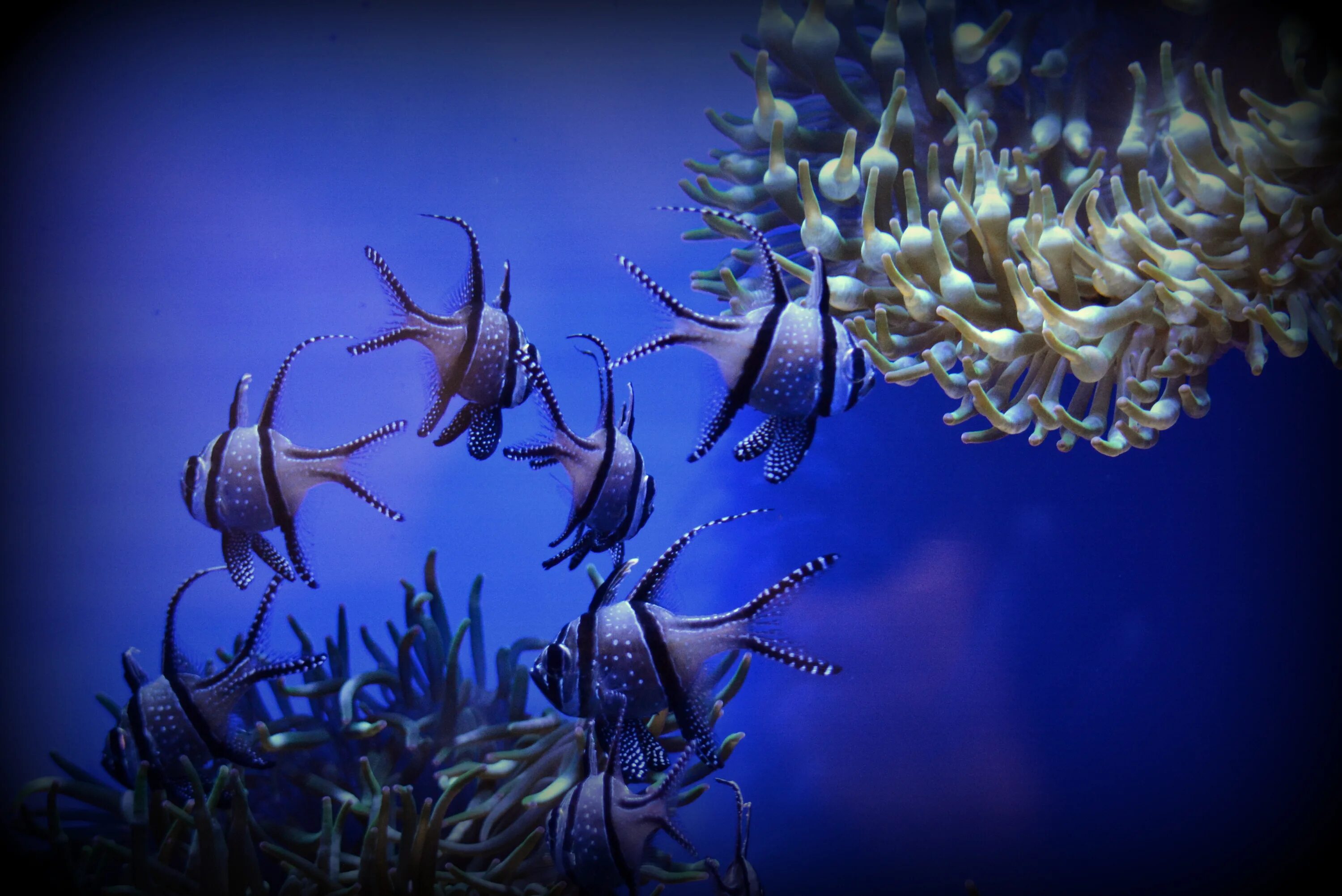 Группа морских организмов на дне океана. Морские обитатели. Подводные обитатели. Обитатели коралловых рифов.
