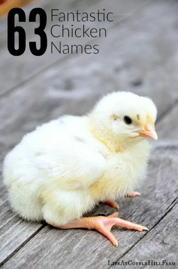 Кличка цыпленка 2 класс. Имена для цыплят. Кличка цыпленка. Название для цыпленка. Клички домашних животных цыпленка.