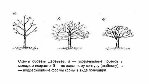 Схемы деревьев маленьких