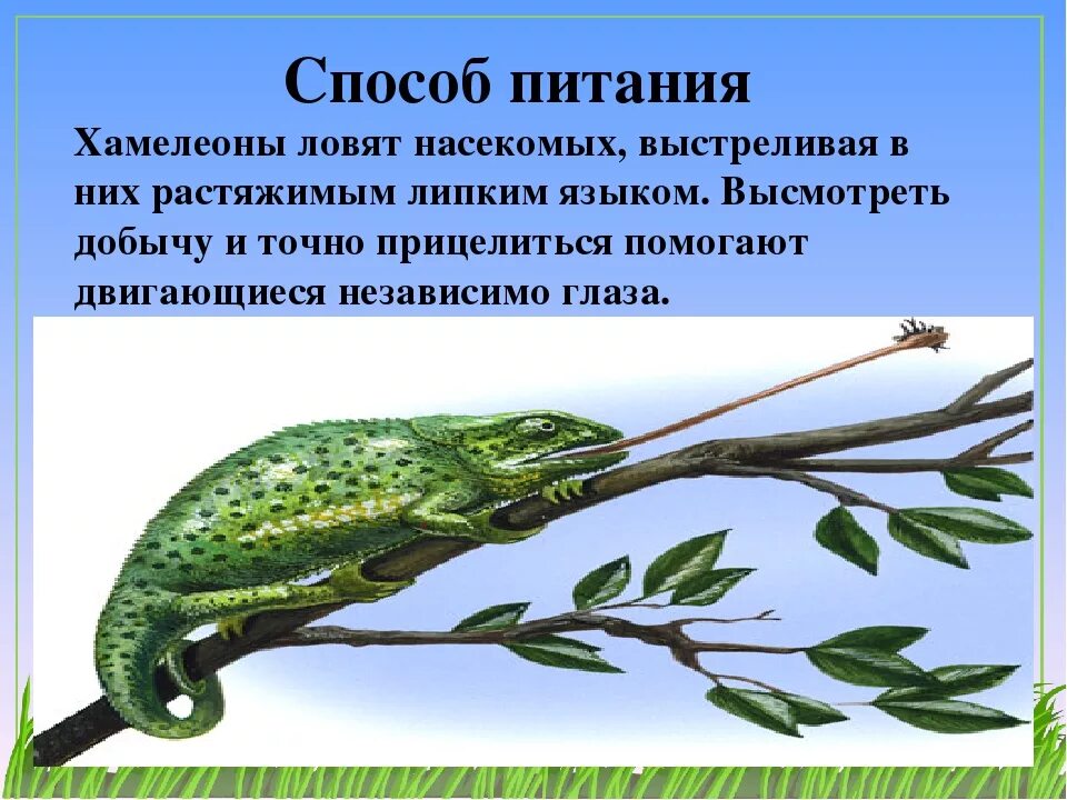 Хамелеон ответы на вопросы. Сообщение о хамелеоне. Проект про хамелеона. Хамелеон доклад. Хамелеон презентация.