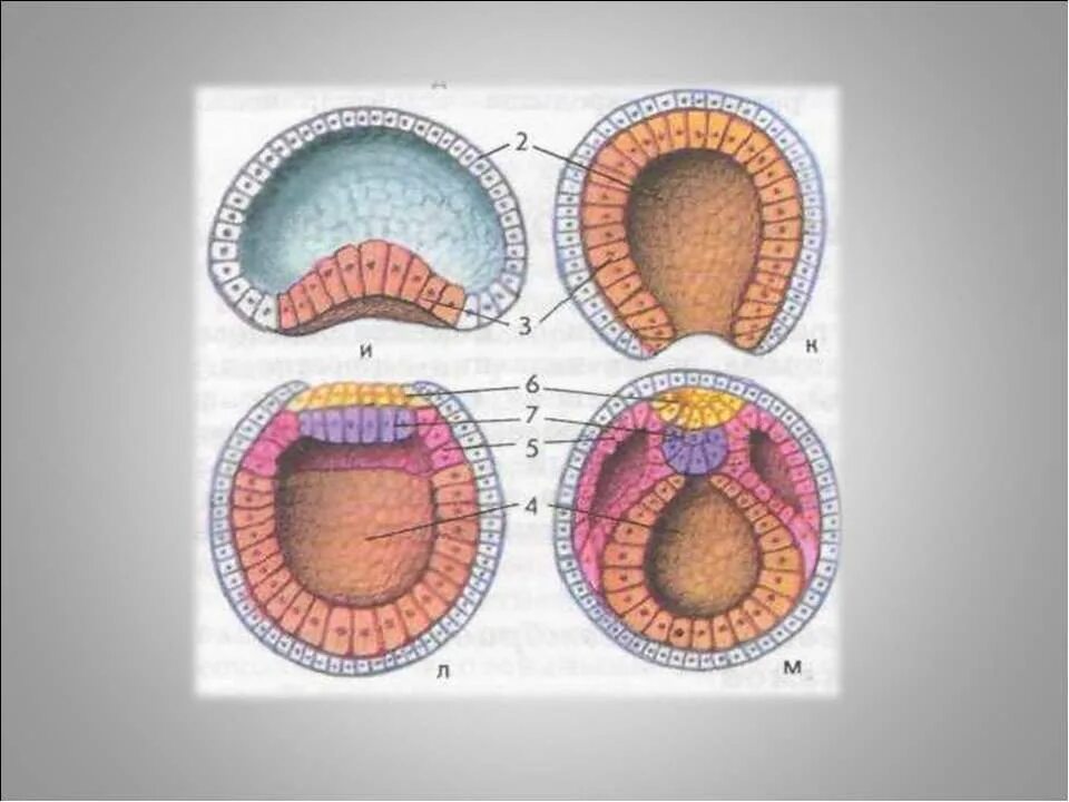 Зародышевые оболочки яйца. Формирование трехслойности зародыша. Схема развития зародышевых оболочек. Стадии развития зародыша и плода. Формирование зародышевых.