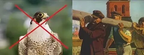 Говорит сокол