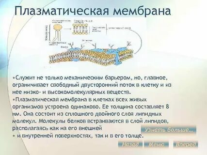 Оболочка клетки это