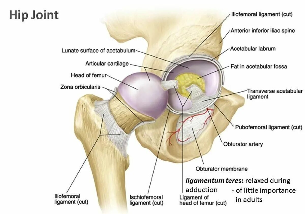 вертлужная губа тазобедренного сустава анатомия. вертлужная впадина тазобедренного сустава анатомия. тазобедренная кость. тазобедренный сустав строение анатомия человека. тазобедренный сустав сбоку.