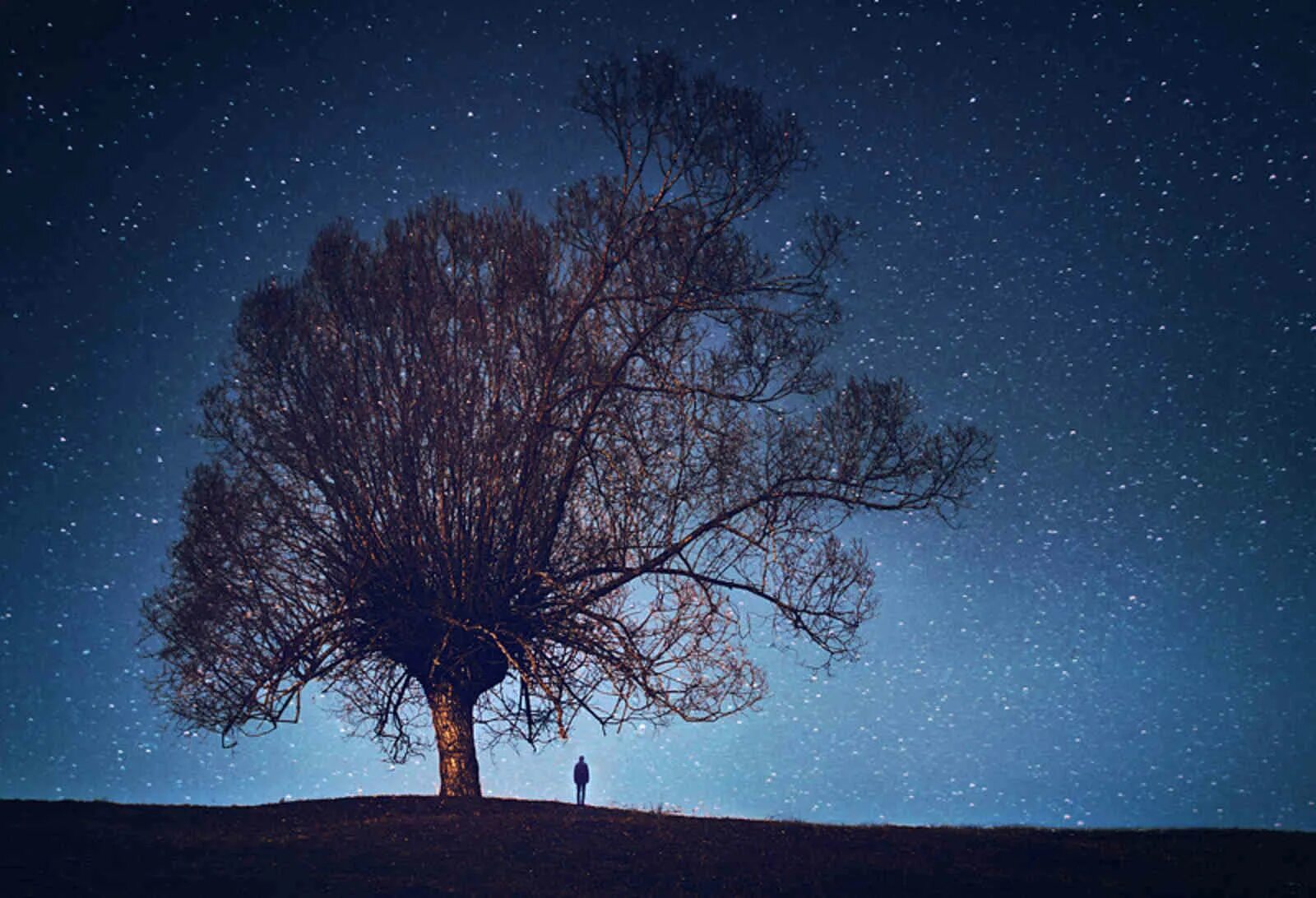 Звезда дерево. Дерево ночью. Звездное небо деревья. Ночное дерево. Tree star