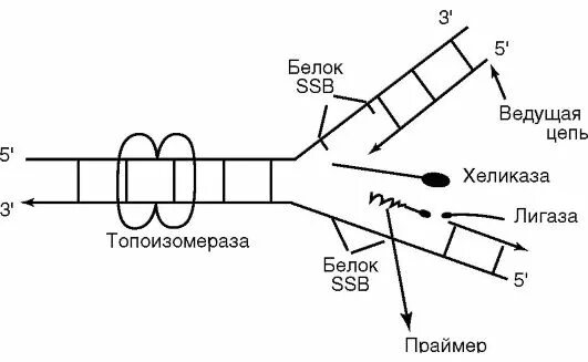 Репликативная вилка. Строение репликативной вилки биохимия. SSB белки. Схема репликации хромосомы и деления бактериальной клетки.