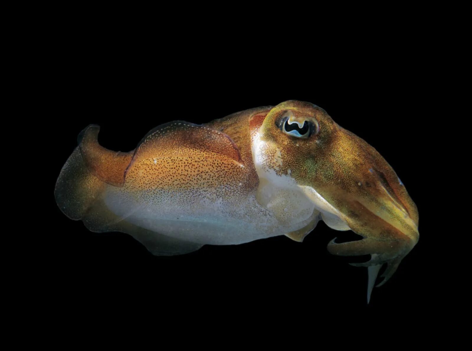 Каракатица песня. Морской монах каракатица. Голиаф каракатица. Каракатица Средиземного моря. Каракатица Жук.