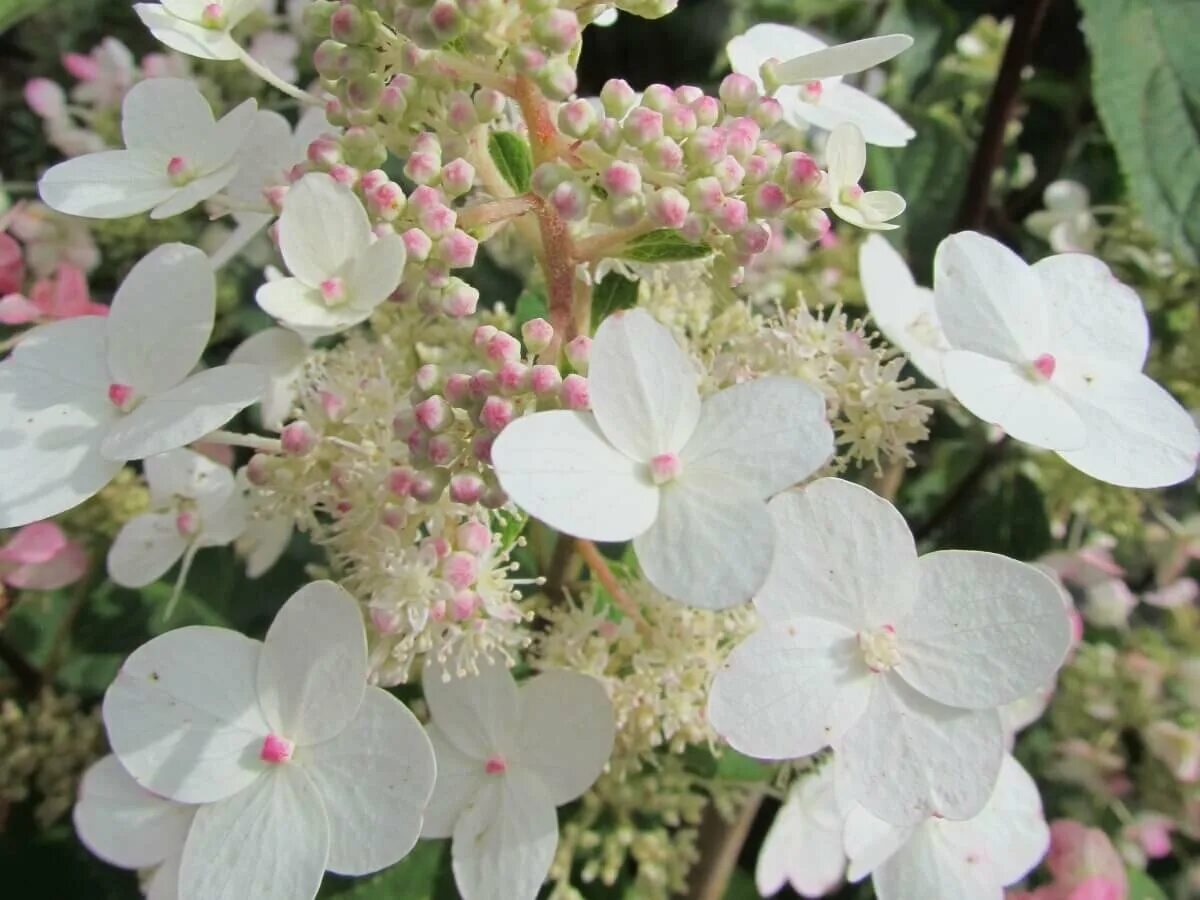 Фертильные соцветия. Hydrangea petiolaris. Стерильные соцветия гортензии. Фертильные соцветия. Фертильные соцветия.