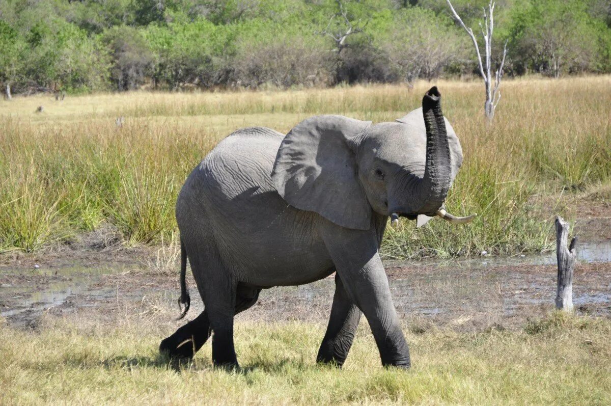 Huge elephant. Африканский саванный слон. Африканский слон поднимает хобот сбоку. Хобот слоненка. Слон хобот вверх.