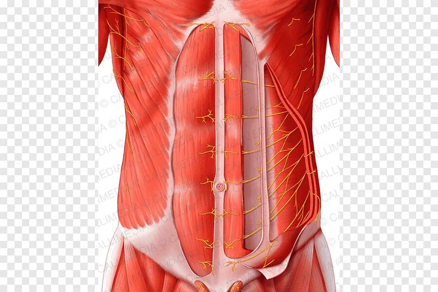 Rectus abdominis. Transverse abdominis мышца. Переднебоковая стенка живота мышцы. M rectus abdominis.