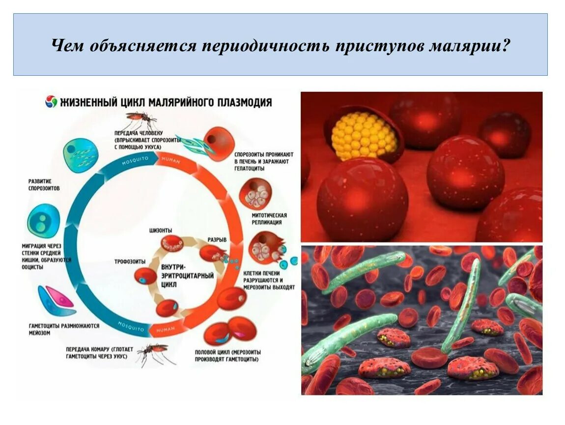 Малярия цикл развития малярийного плазмодия