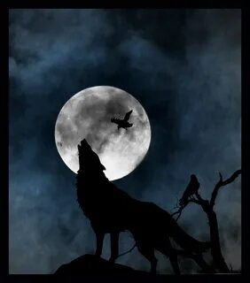 Wolf and raven