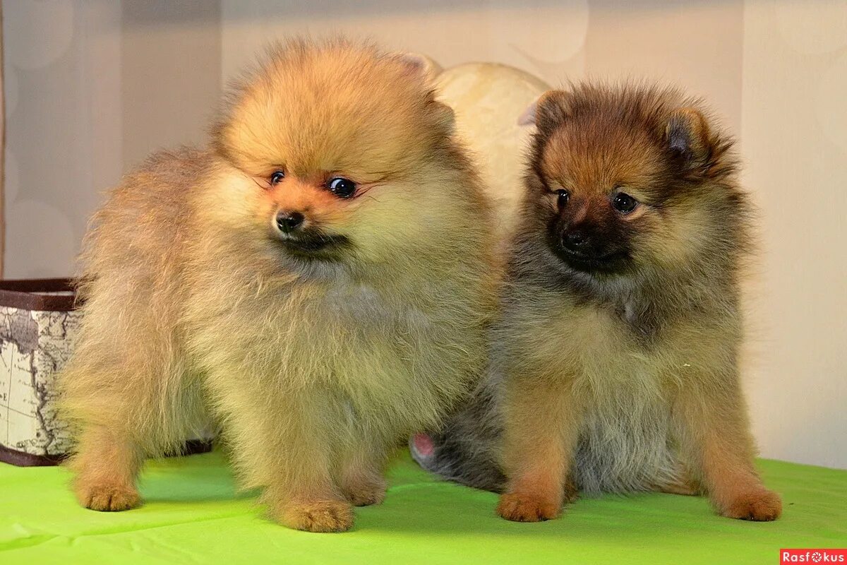 померанский шпиц надпись. померанский шпиц кутенок. зазноба питомник. ральф померанский шпиц. спиц собаки.