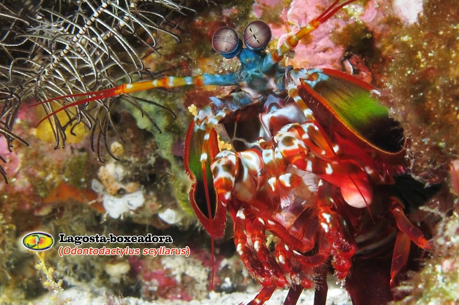 Павлиновая креветка-богомол. Odontodactylus scyllarus павлиновая креветка. Рак-богомол Oratosquilla Oratoria. Павлиний рак-богомол, Odontodactylus scyllarus.