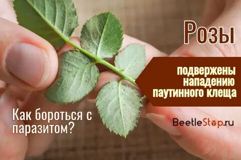 Чем обрабатывать домашнюю розу