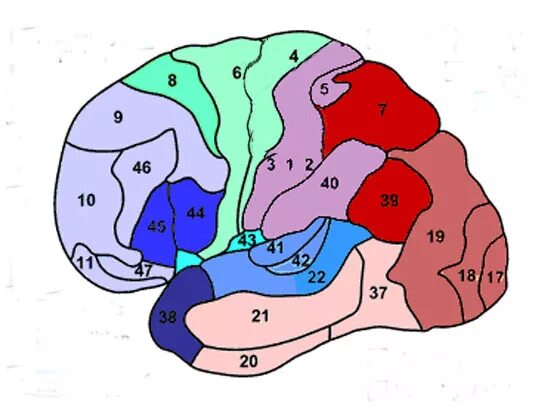 Первичные поля мозга. 37 Поле Бродмана. Зоны Бродмана. 41 42 Поля Бродмана. Головной мозг цитоархитектонические поля Бродмана.