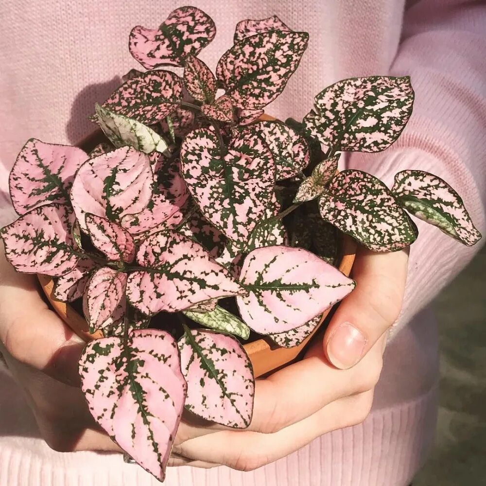 Гипоэстес (Hypoestes) Страница 3