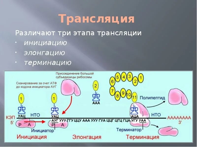 Инициация происходит кэп зависимо. Биосинтез белка трансляция инициация элонгация терминация. биосинтез белка трансляция элонгация. биосинтез белка трансляция терминация. этапы трансляции биосинтеза белка.
