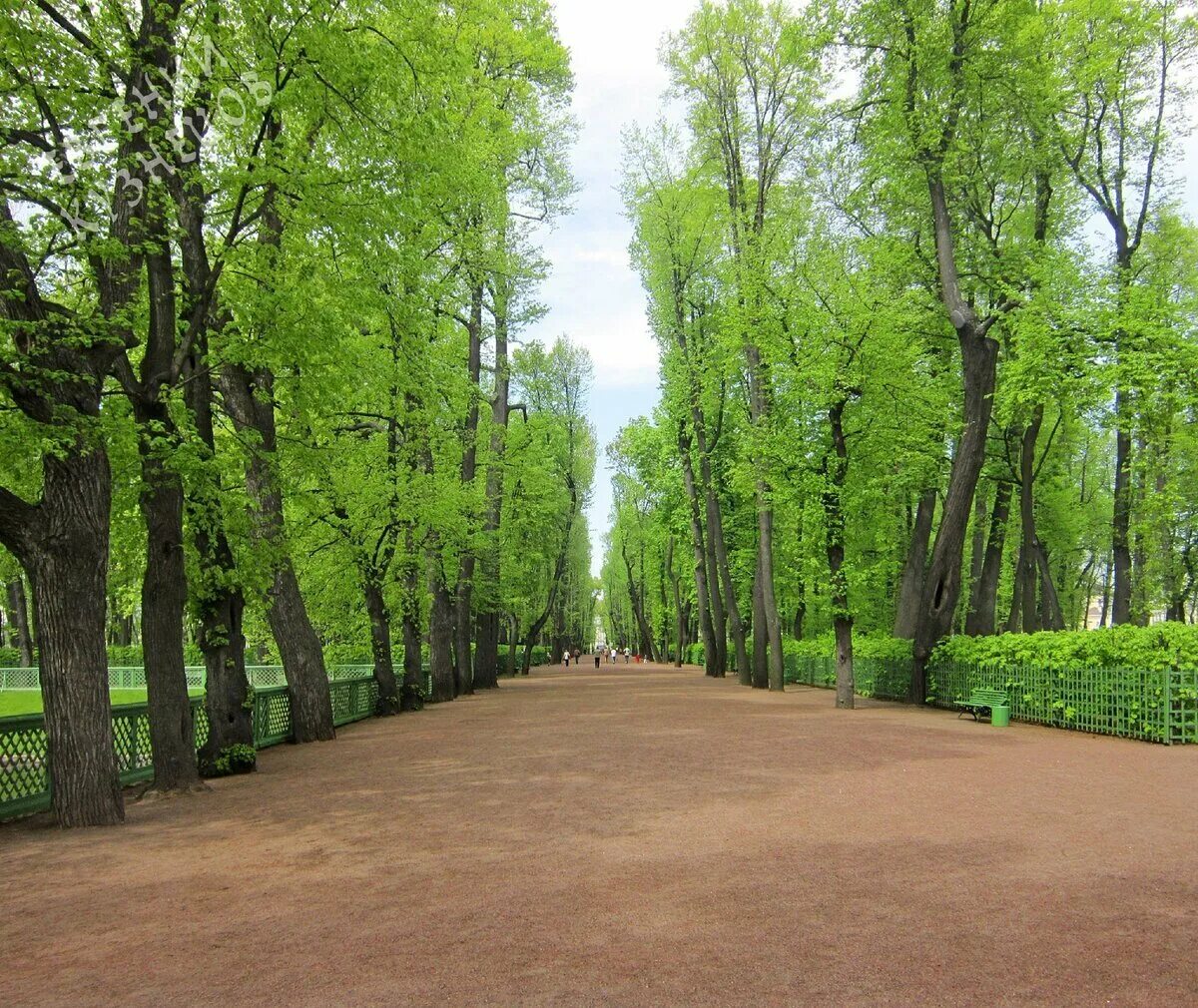 Центр летнего сада. Аллеи летнего сада в санкт-петербурге. центральная аллея летнего сада в санкт-петербурге.