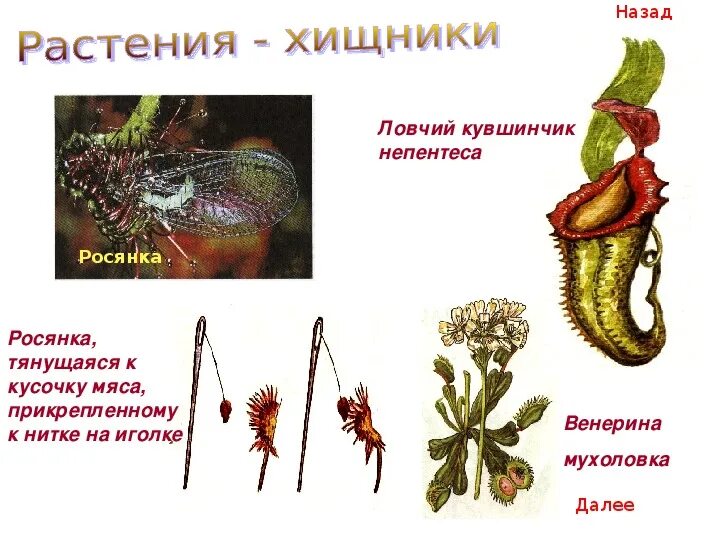 Ловчие листья имеются у