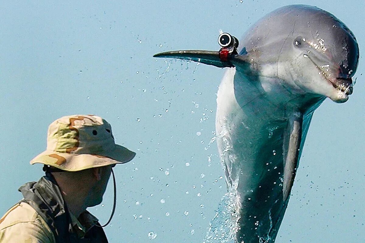 Дельфины террористы. Военные дельфины в Севастополе. Дельфин диверсант. Боевой Дельфин. Дельфины диверсанты.