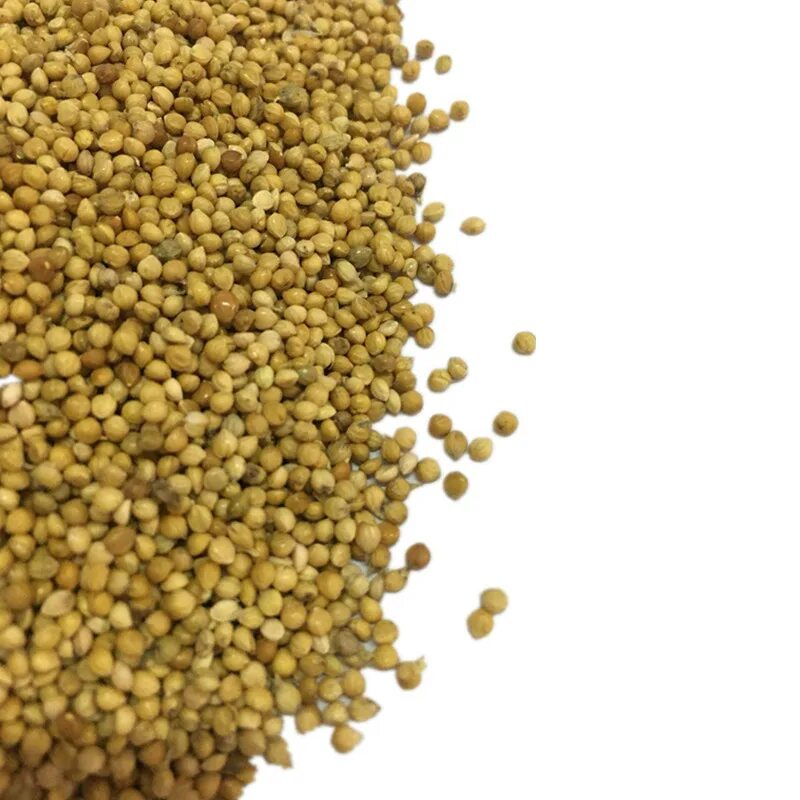 просо желтое семена. просо бай интернет. саратовское золотистое просо. просо бай интернет. магазин семена просо.