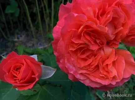 Rose valerie