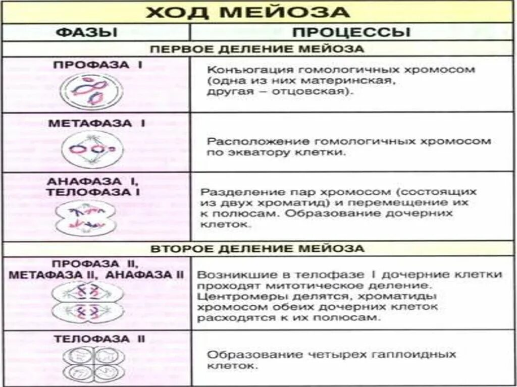 Мейоз фазы и процессы таблица 2 деление. Мейоз фазы первое деление второе деление. Фазы мейоза таблица второе деление. Мейоз 1 деление. Какие признаки характеризуют мейоз выберите