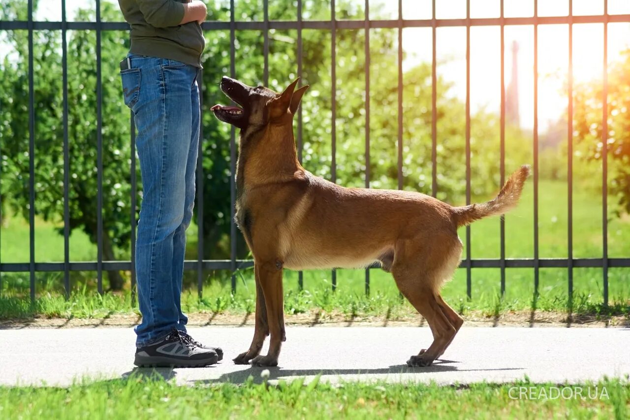 Собаки стоят в ряду пропускают. Stand near the Dog.