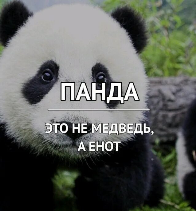 здрасти всем панда. большая панда красная книга сообщение. панды принадлежат китаю. панда всё всё-всё-всё. панда детская энциклопедия.