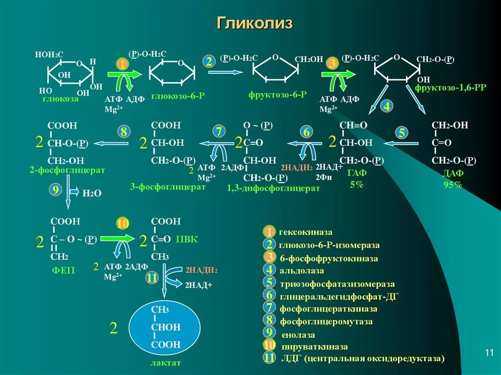 Гликолиз схема реакций. Анаэробный гликолиз формула. Аэробный гликолиз биохимия схема. Анаэробный гликолиз схема реакций.