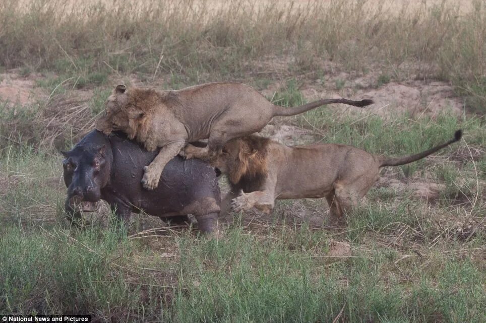 Нападение львов. Гиппопотам против Львов. Охота Львов на бегемота.