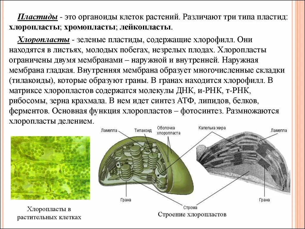 Пластиды хлоропласты хромопласты лейкопласты функции. Пластиды растений хромопласты. Органоиды пластиды строение и функции. Хлоропласты хромопласты лейкопласты. Клетки содержат пластиды растения или бактерии