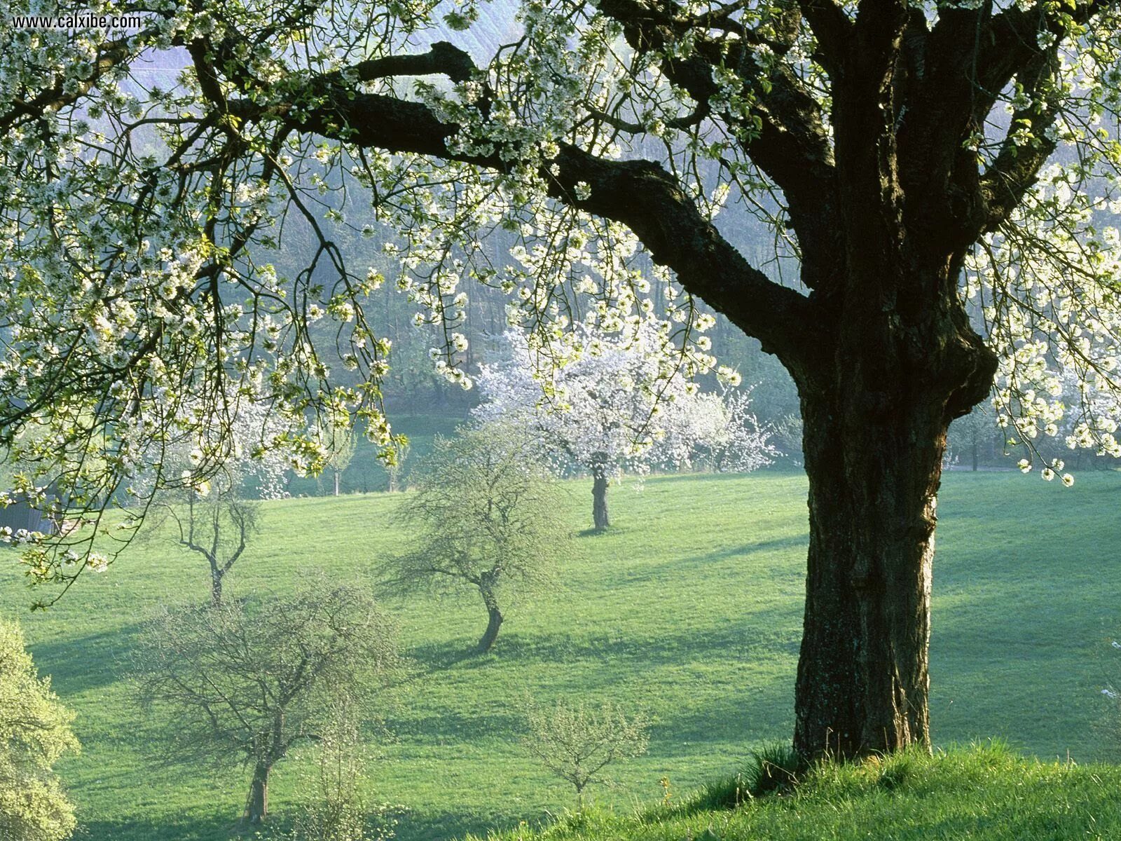 I see trees